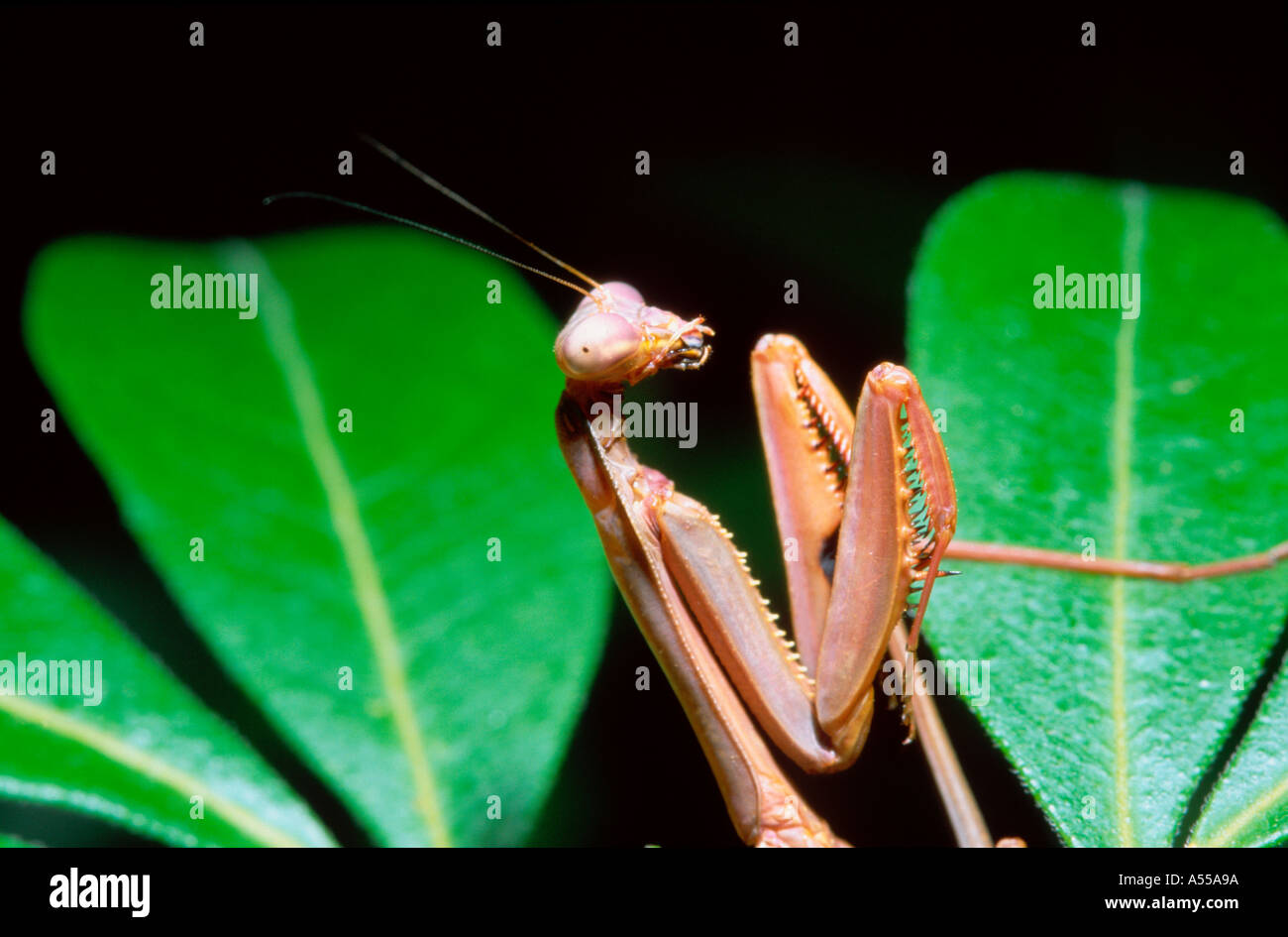 Australische Gottesanbeterin - Braun von der falschen Garten mantid (Pseudomantis albofimbriata) Stockfoto