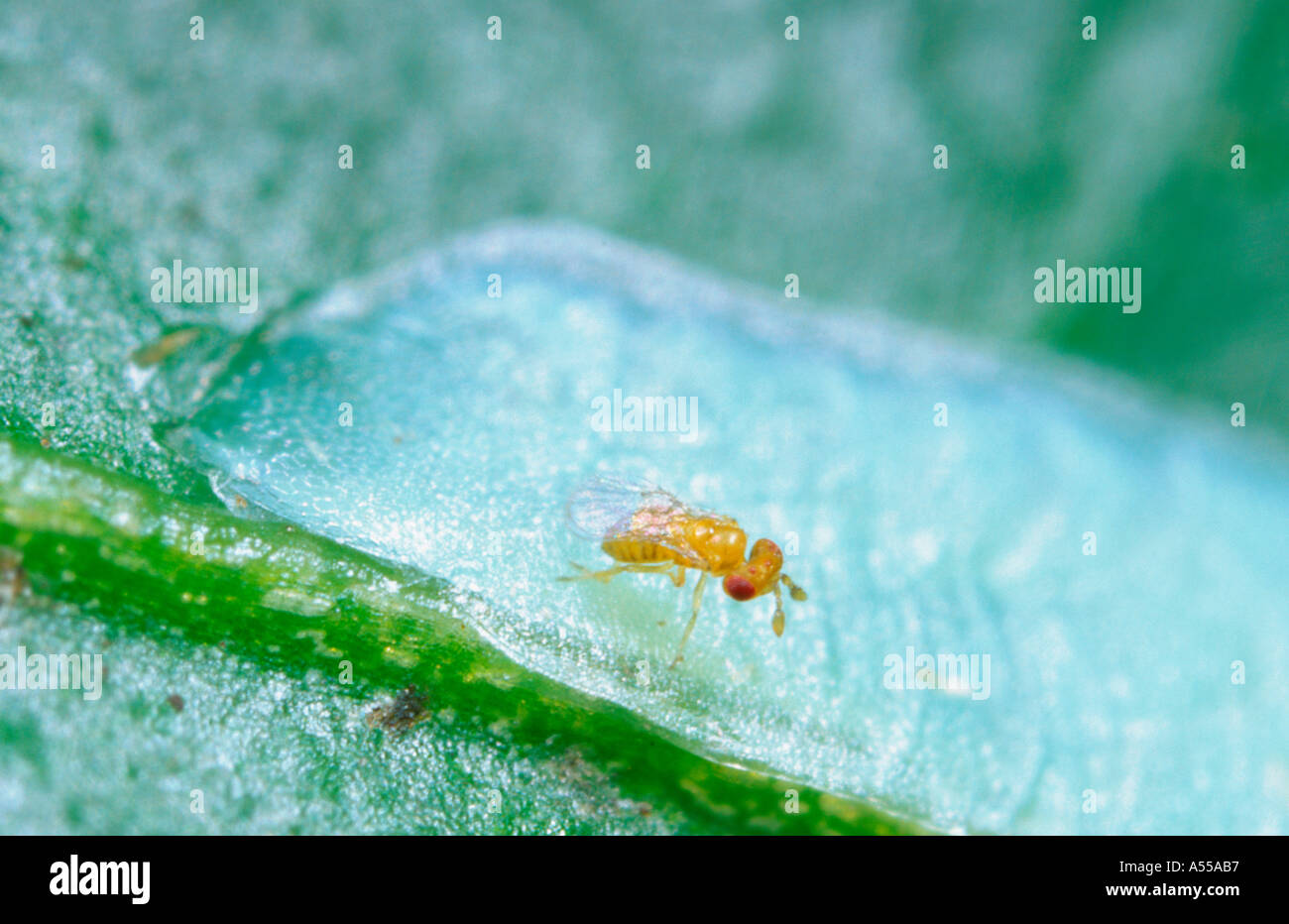 Winzige weiblichen Wespe Trichogramma carverae, lightbrown parasitizing Apple Motte Eier. Stockfoto