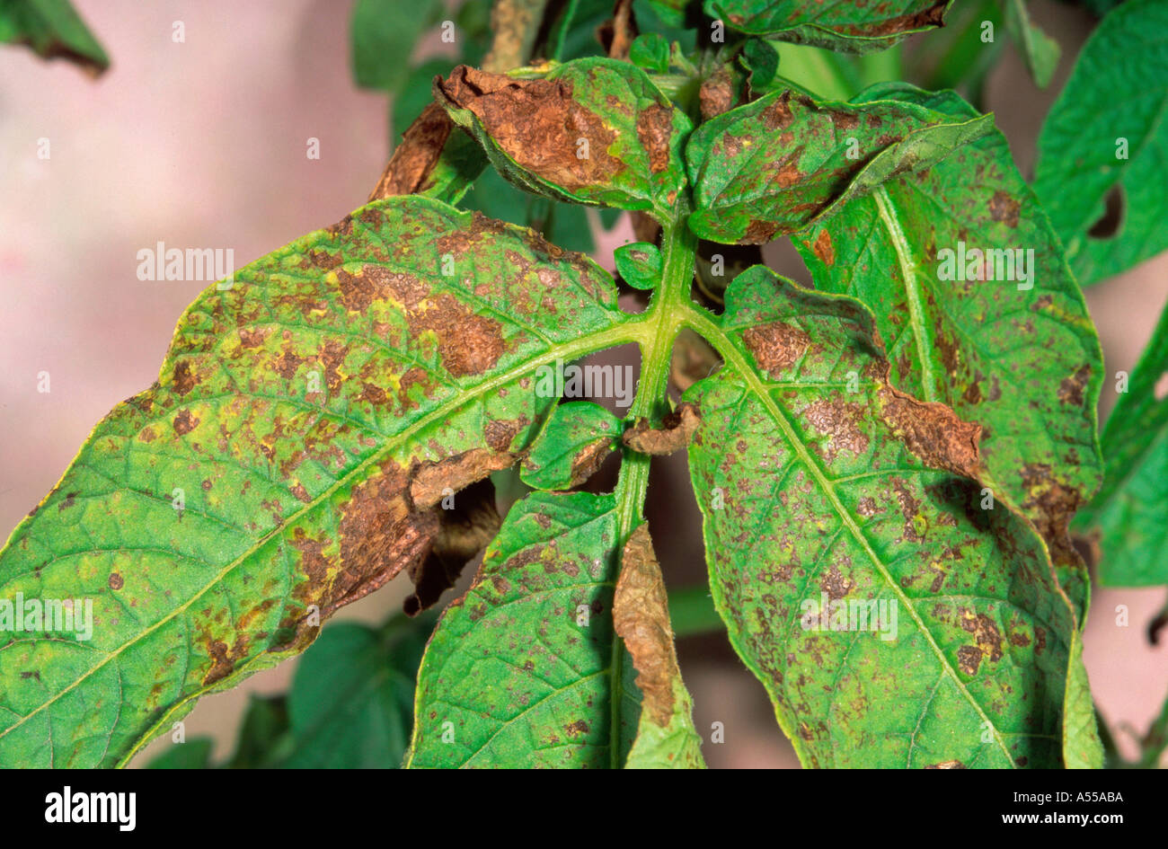 Tomato spotted Wilt Virussymptome auf Kartoffel Blätter Stockfoto