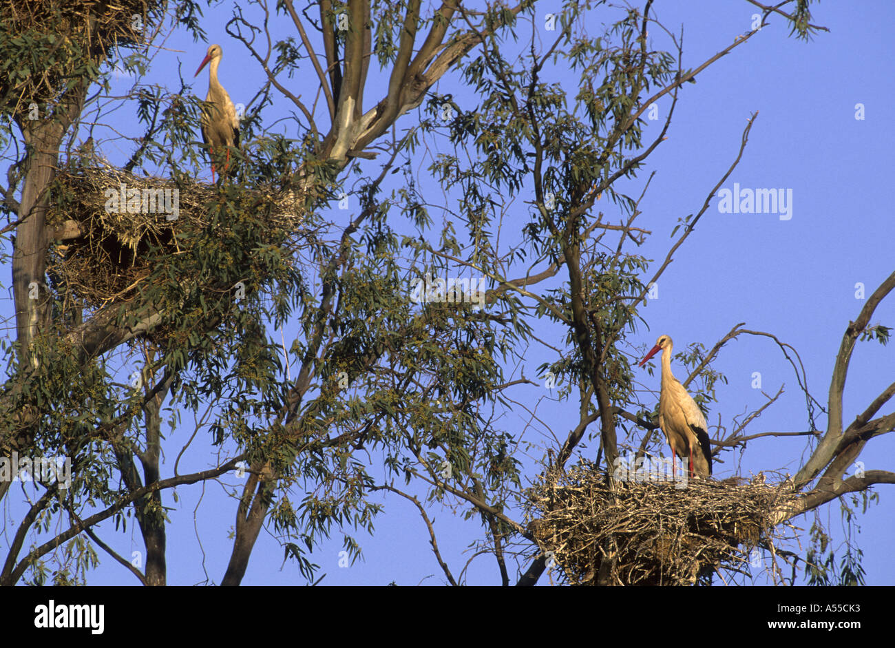 Weißstorch-Nester in einem Baum Stockfoto