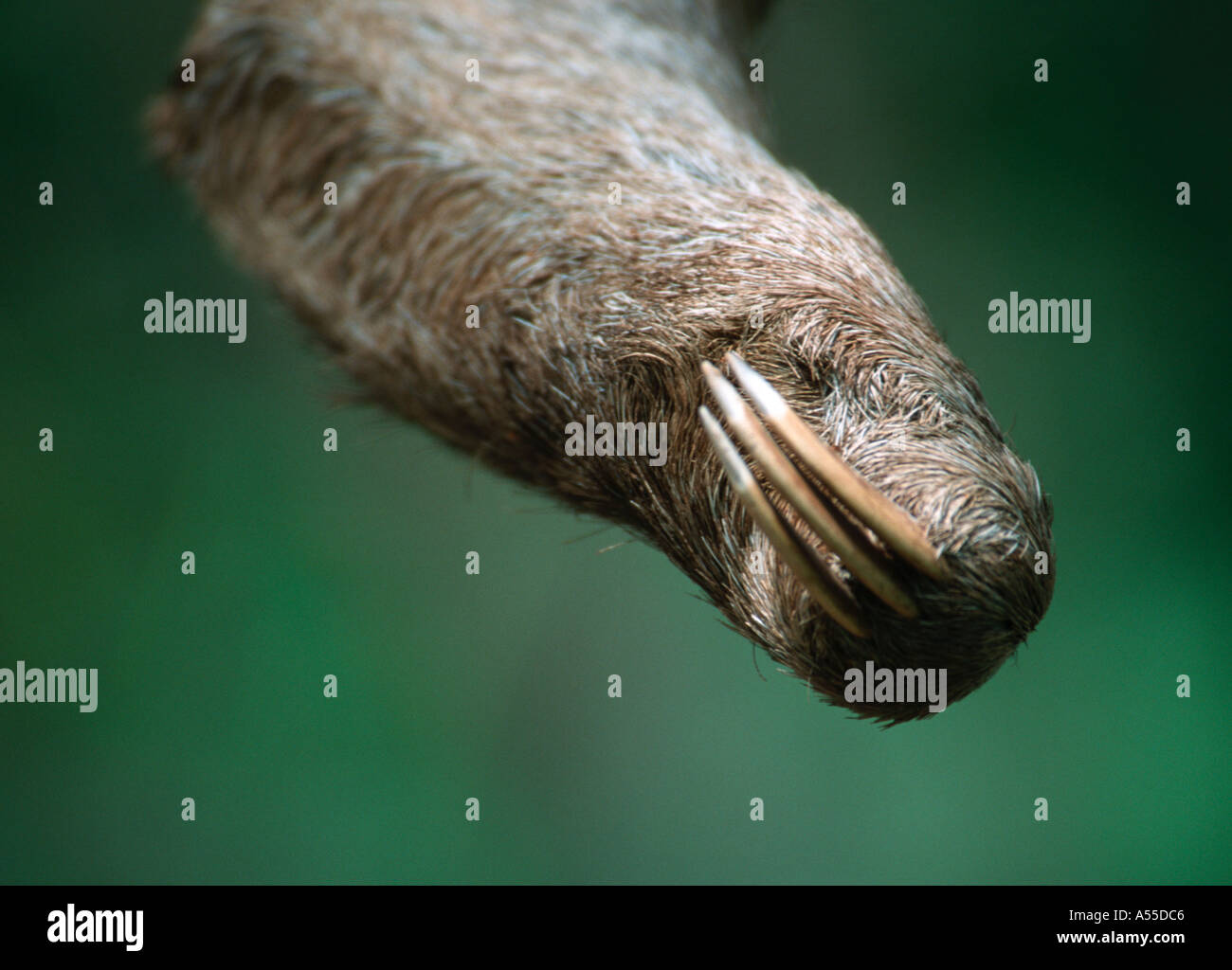 Braun throated drei toed Sloth Bradypus Variegatus Iquitos Peru Stockfoto