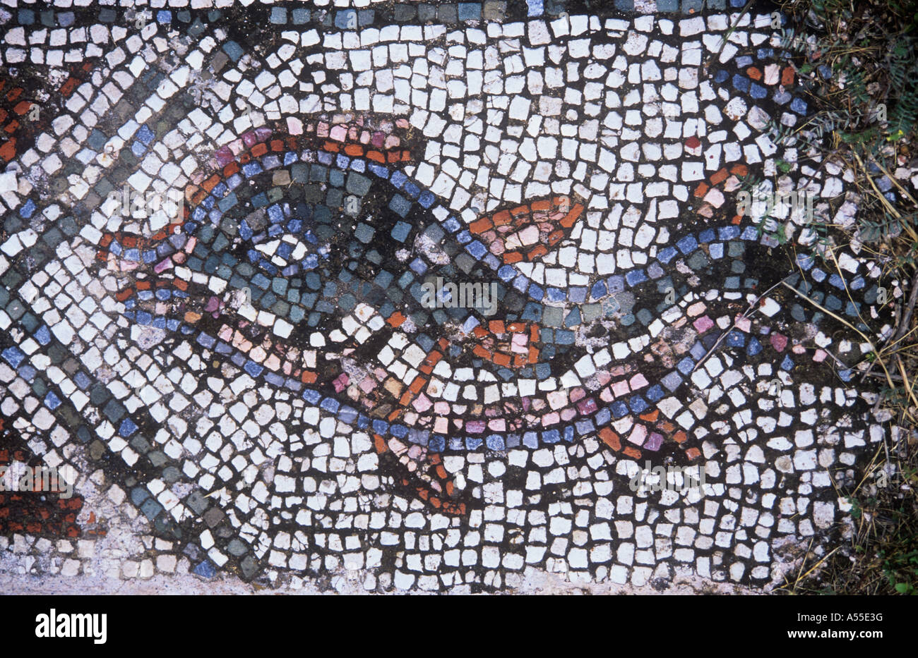 Römische Fische Mosaik, Soli, Guzelyurt, Nord-Zypern, T.R.N.C. Stockfoto