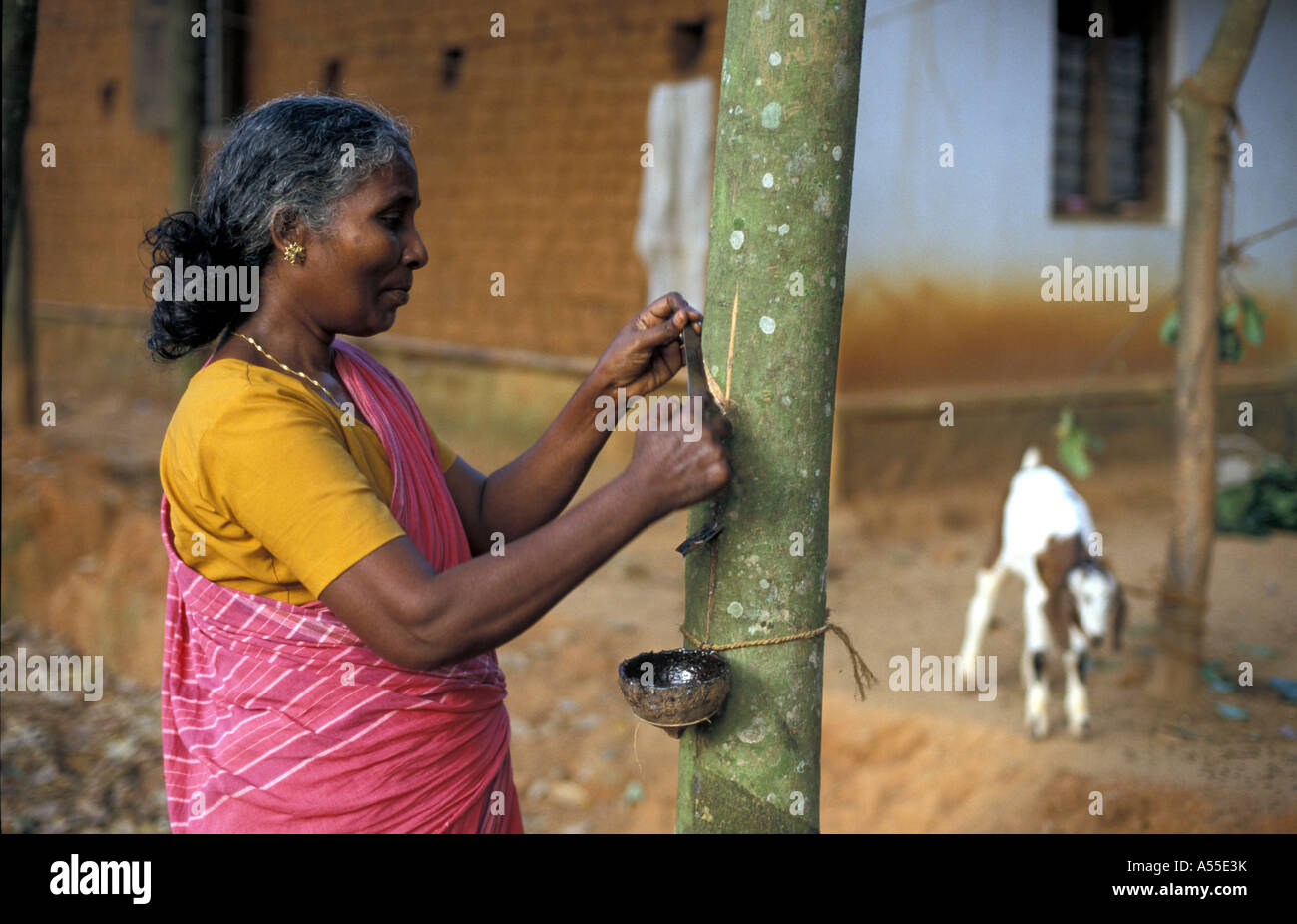 Painet ik0370 Kautschuk Bauer Amirdebai schneiden Baumrinde für die Ernte Latex Nagercoil Tamil Nadu 2003 weltweit Stockfoto