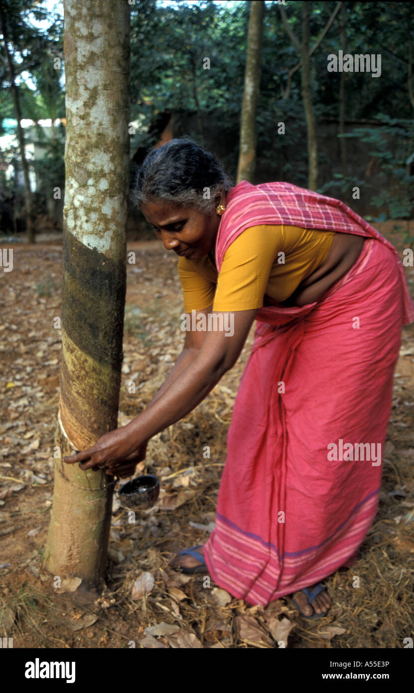 Painet ik0371 Kautschuk Bauer Amirdebai schneiden Baumrinde für die Ernte Latex Nagercoil Tamil Nadu 2003 Land Stockfoto