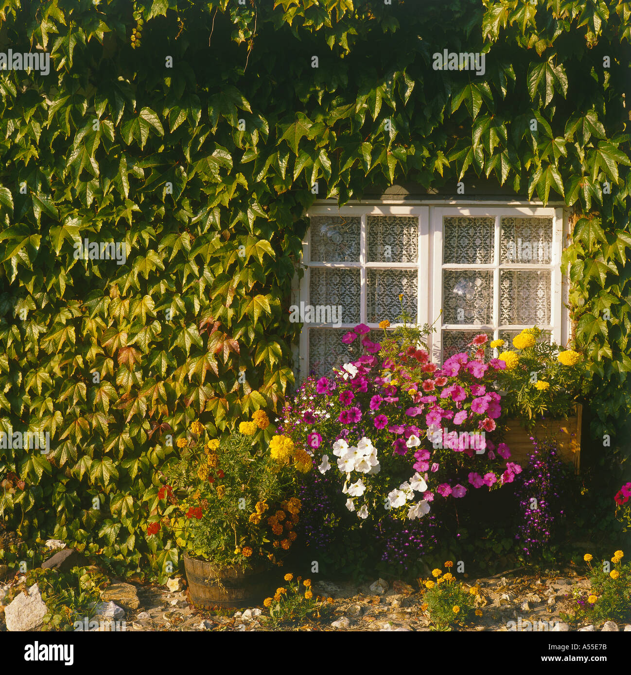 Efeu bedeckt Devon Cottage England Stockfoto