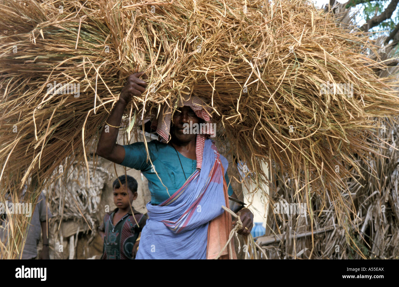 Painet ik0419 Indien Frau tragen Heu Tamil Nadu 2003 Land sich entwickelnde Nation entwickelt wirtschaftlich aufstrebenden Kultur Stockfoto