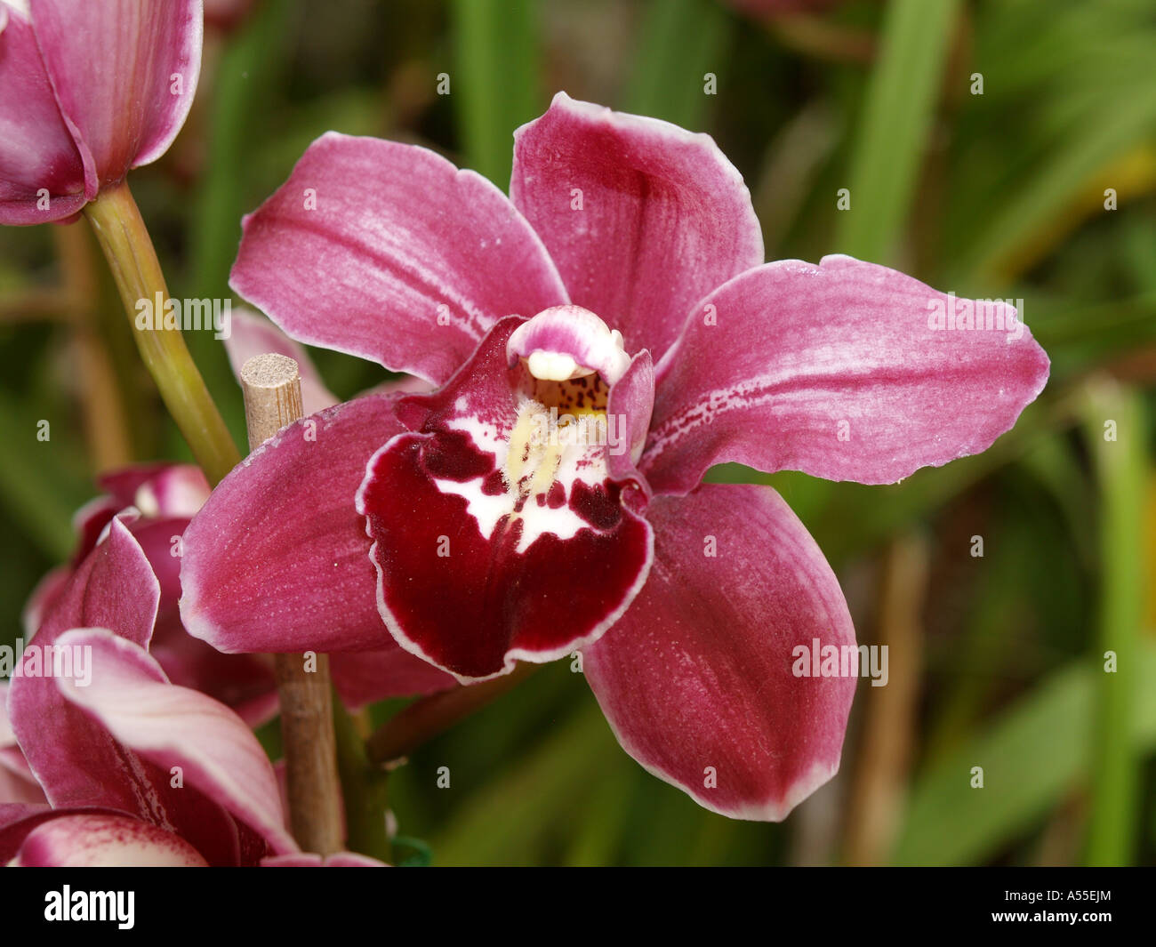 Orchideen Garten, Blütenpracht Madeiras Stockfoto