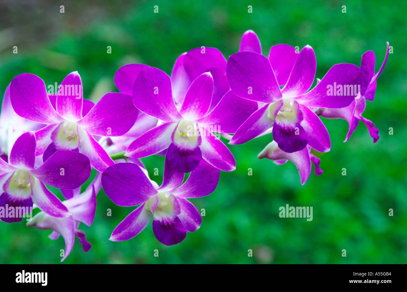 Orchideen Cattleya Familie in Singapur Orchidee Gärten Stockfoto