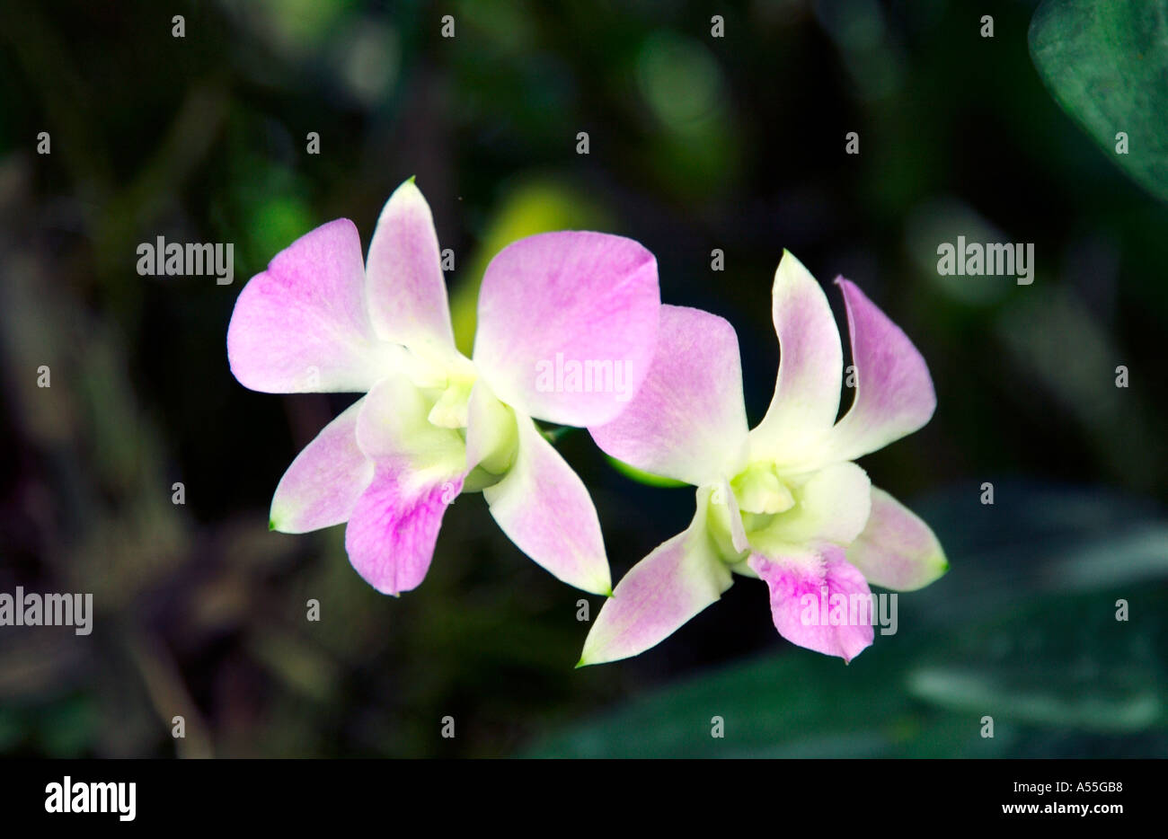 Orchideen Cattleya Familie in Singapur Orchidee Gärten Stockfoto