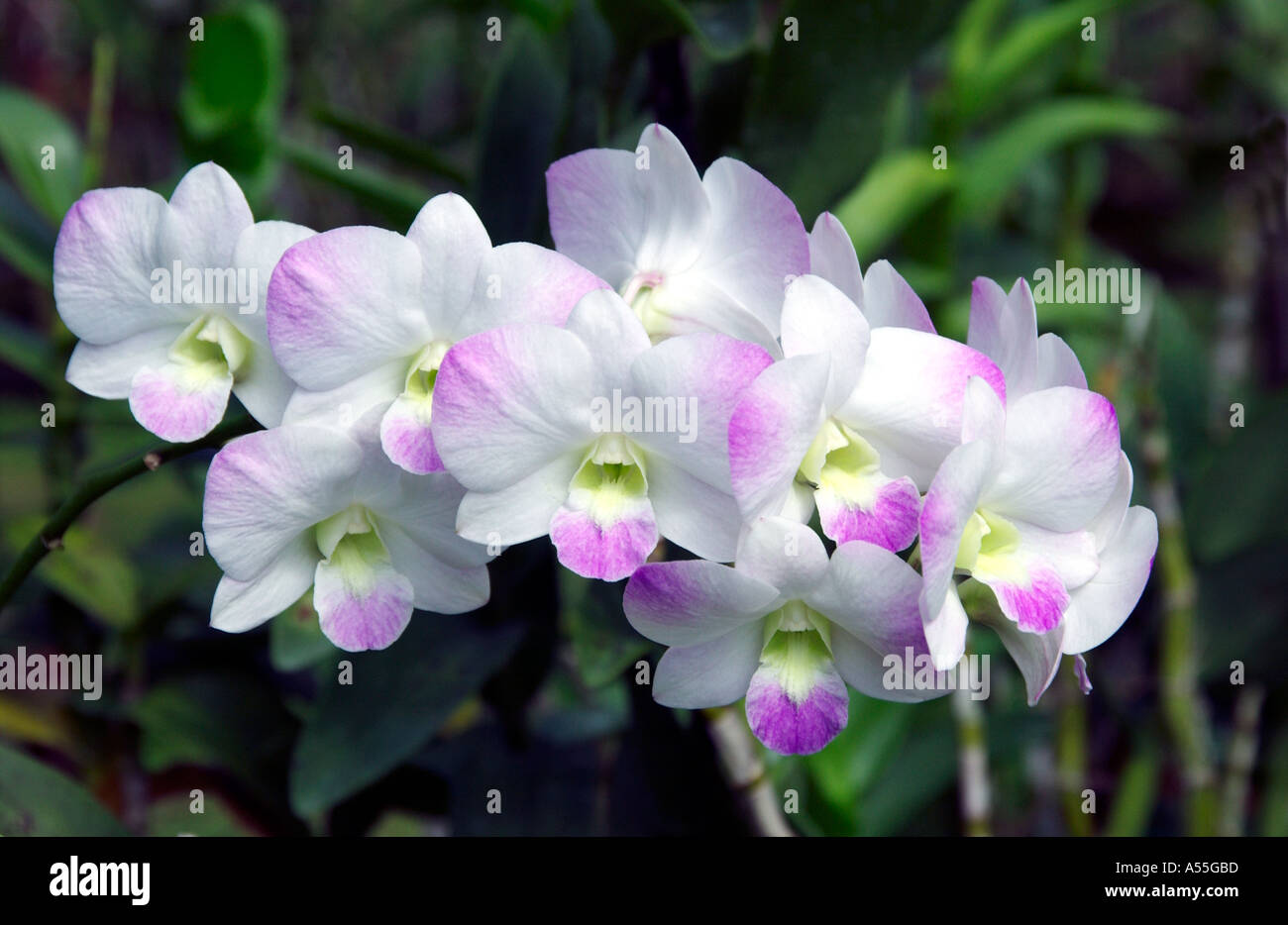 Orchideen Cattleya Familie in Singapur Orchidee Gärten Stockfoto