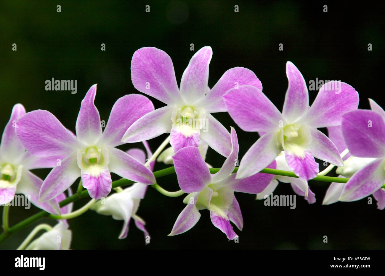 Orchideen Cattleya Familie in Singapur Orchidee Gärten Stockfoto