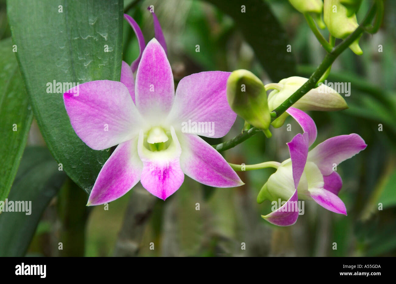 Orchidee Cattleya Familie in Singapur Orchidee Gärten Stockfoto
