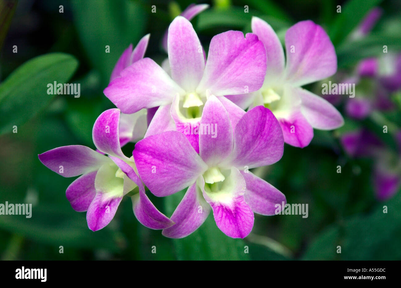 Orchideen Cattleya Familie in Singapur Orchidee Gärten Stockfoto