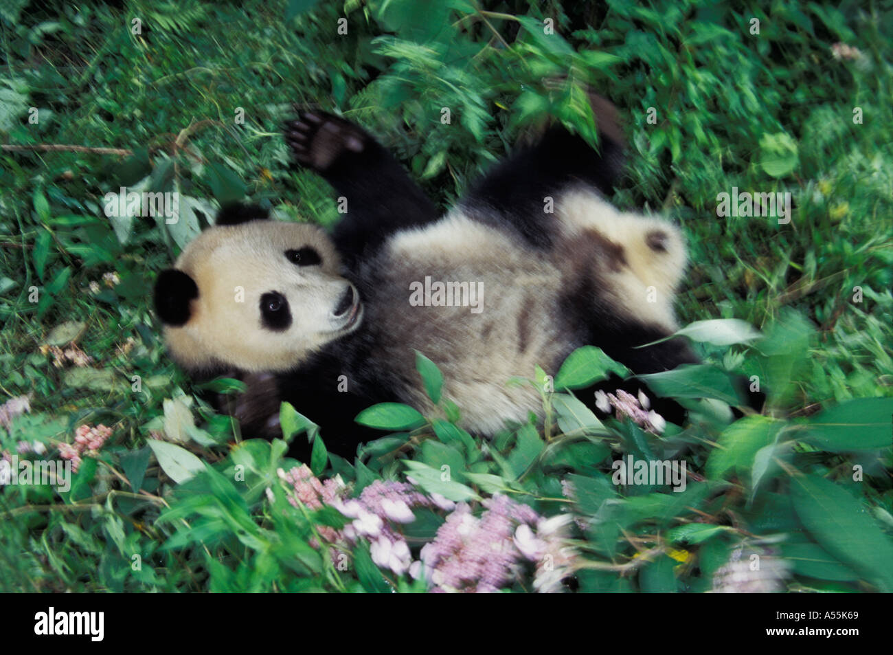 Panda Cub Rollen im Busch Wolong Provinz Sichuan China Stockfoto