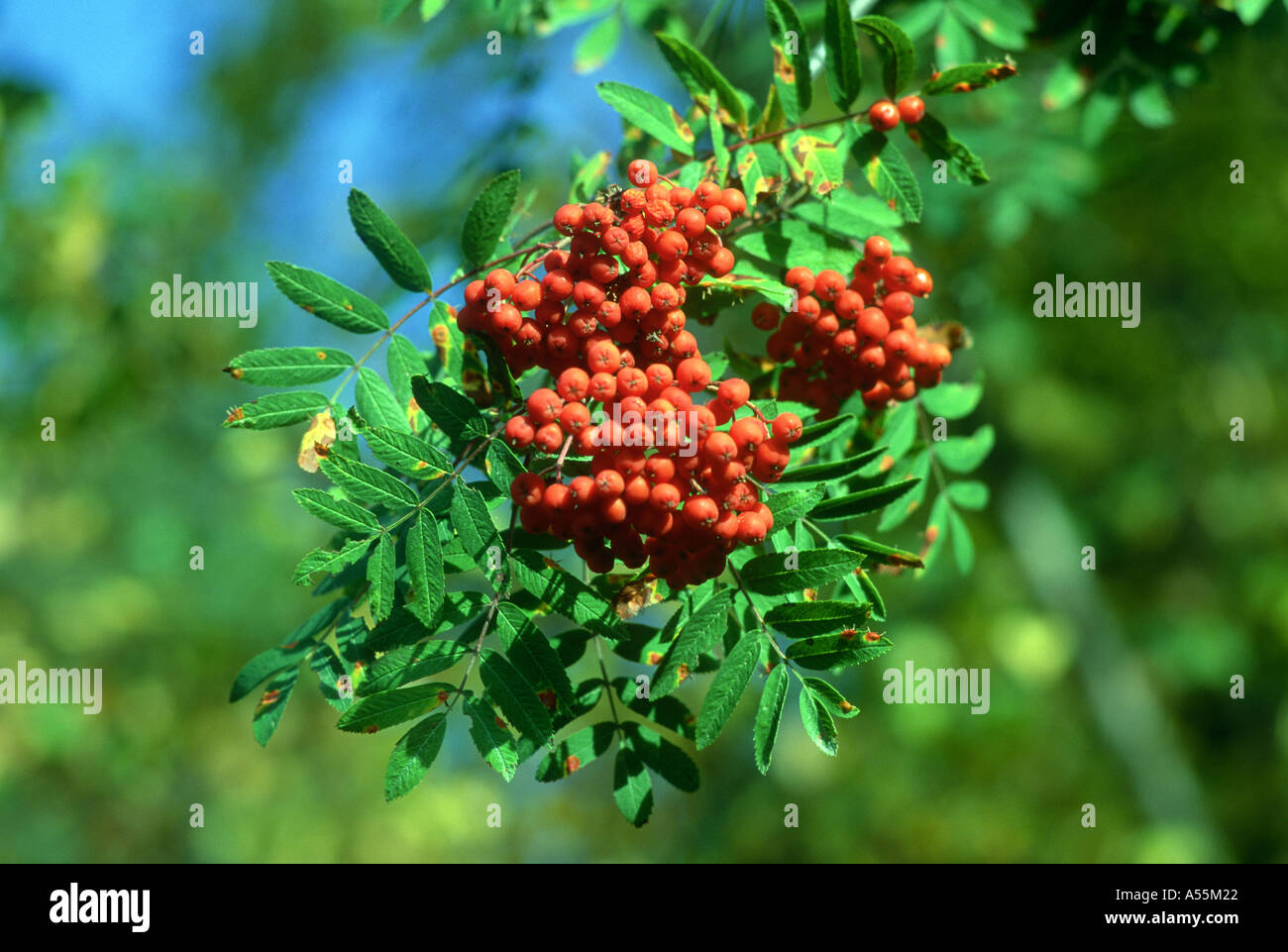 Speierling, Sorbus Aucuparia. Nahaufnahme der Blätter und Beeren auf Baum Stockfoto