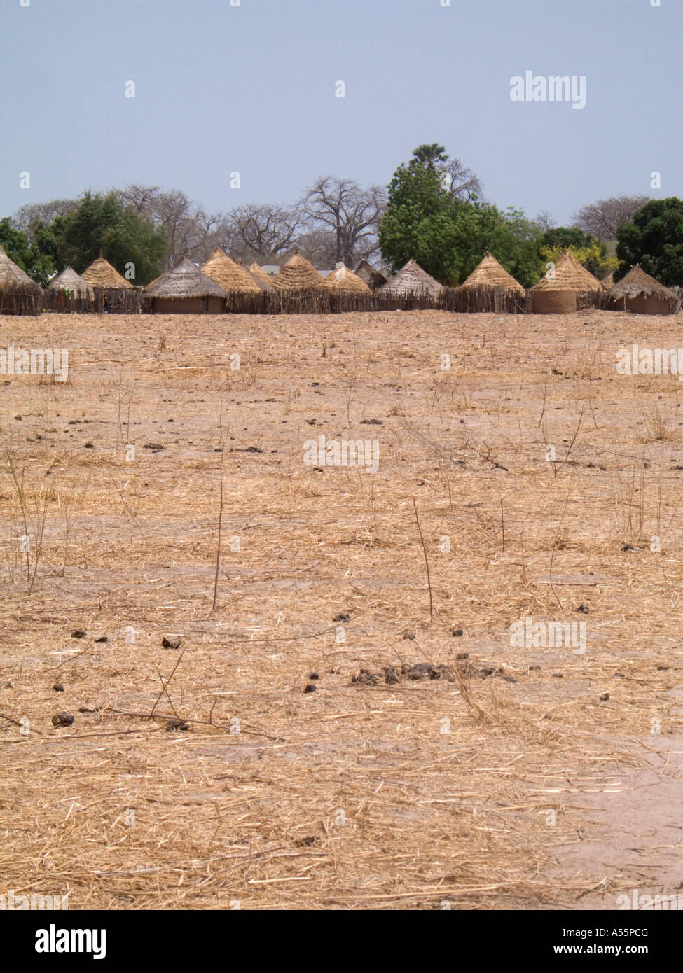 eine Reihe von strohgedeckten Hütten mit trocken Maisstroh in Vordergrund, Mali, Westafrika Stockfoto