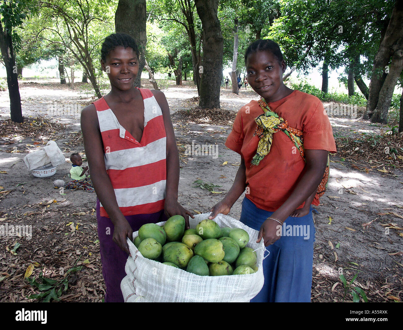 Painet is1707 Sambia junge Frauen ernten Mangos Mongu Land entwickeln Nation wirtschaftlich weniger entwickelte Kultur Stockfoto