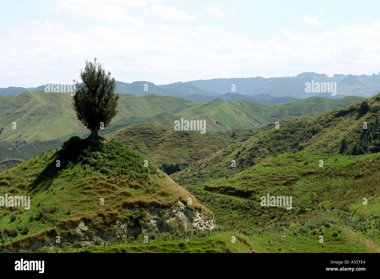 King Country typische grüne Landschaft der Nordinsel Neuseeland Stockfoto