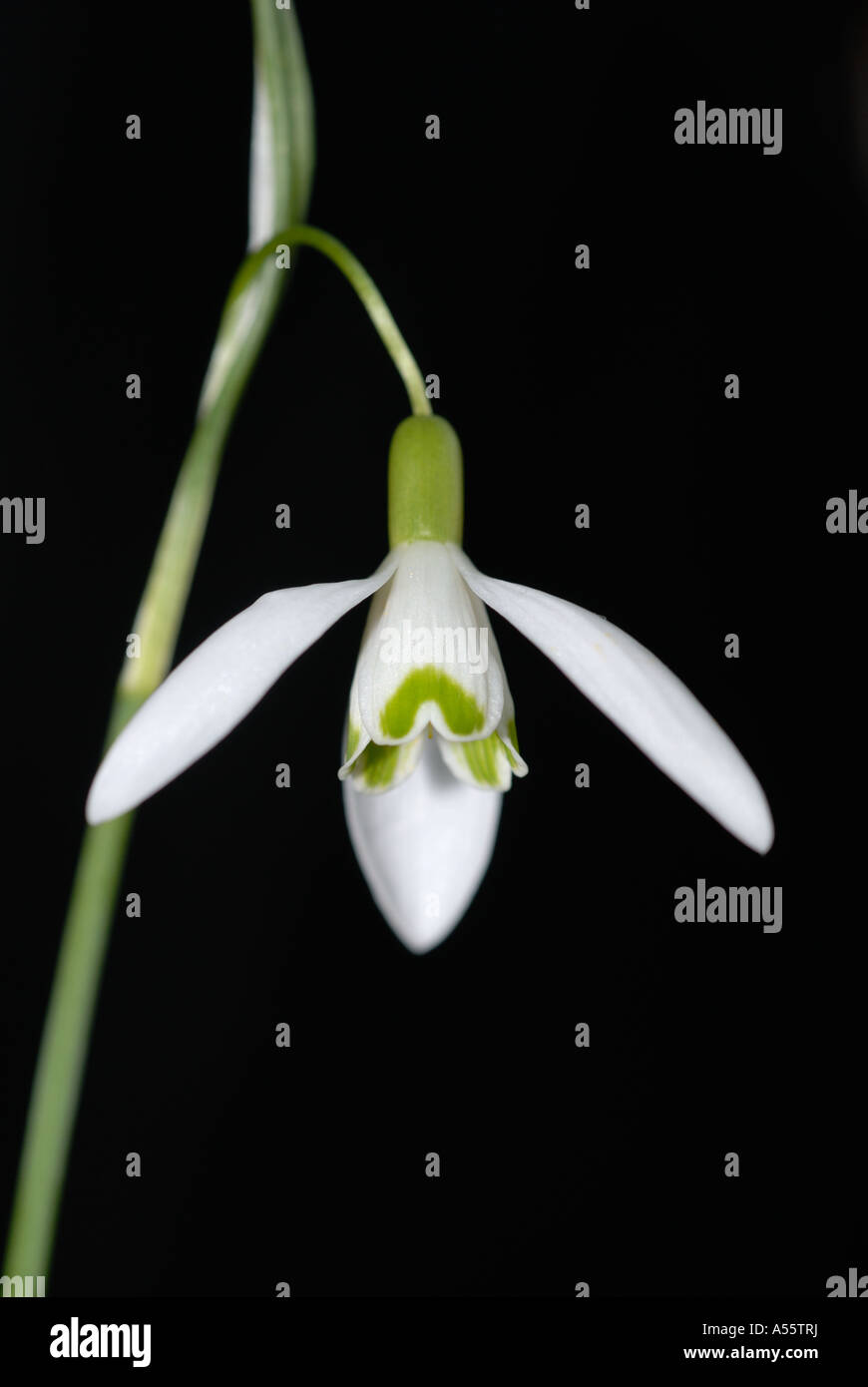 Schneeglöckchen Stockfoto