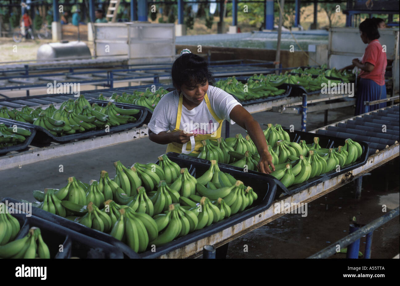 Banane-Manufaktur Limón Limon Costa Rica Stockfoto Banane-Manufaktur Limón Limon Costa Rica Stockfoto