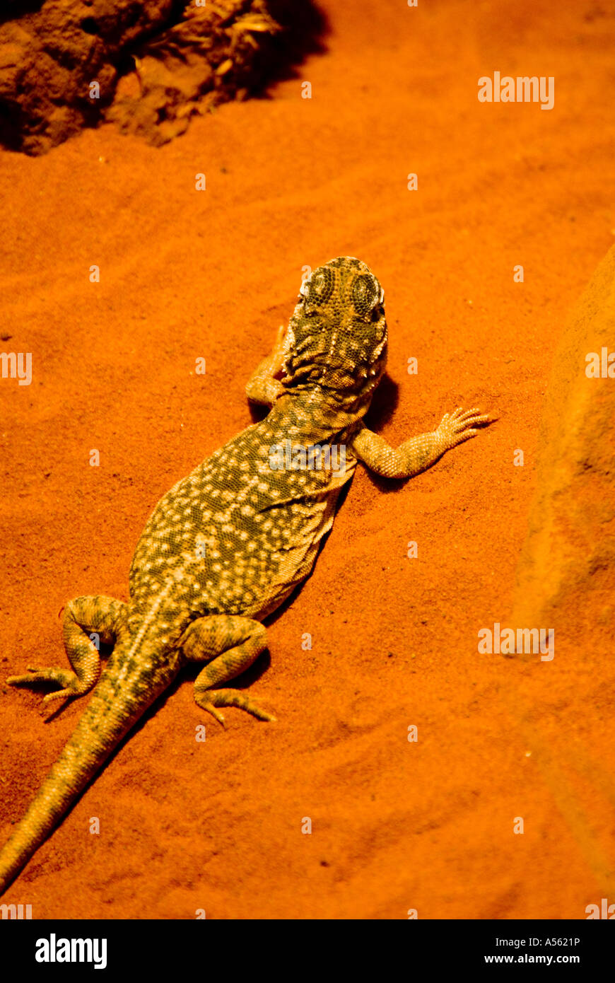 Zentralen saldiert Dragon Ctenophorus Nuchalis üblich, den trockenen Wüstenregionen Australiens Stockfoto