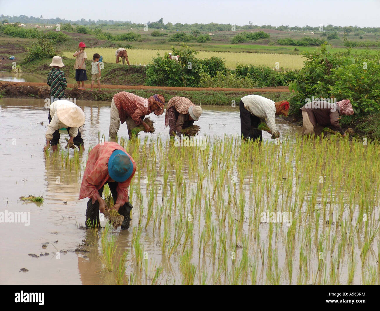 Painet ix2080 Kambodscha verpflanzend Reis Kampong Thom Land entwickeln Nation weniger wirtschaftlich entwickelten Kultur Stockfoto