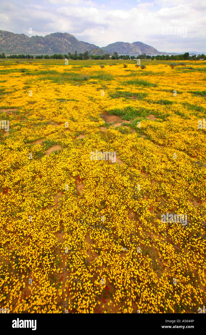 Wildblumen am See Perris State Recreation Area Perris Riverside County Kalifornien Vereinigte Staaten Stockfoto