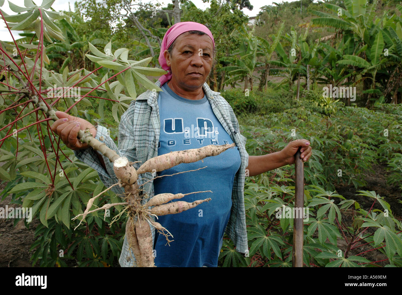 Painet iy8075 weibliche Brasilien Bäuerin mit Maniok, kleines Stück Land Tinbo Quilombo Pernambuco Quilombos zu kultivieren Stockfoto