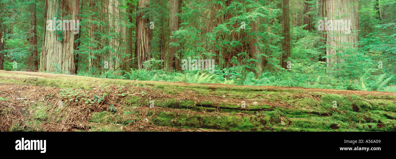 Umgestürzten Baum und Wald Stockfoto