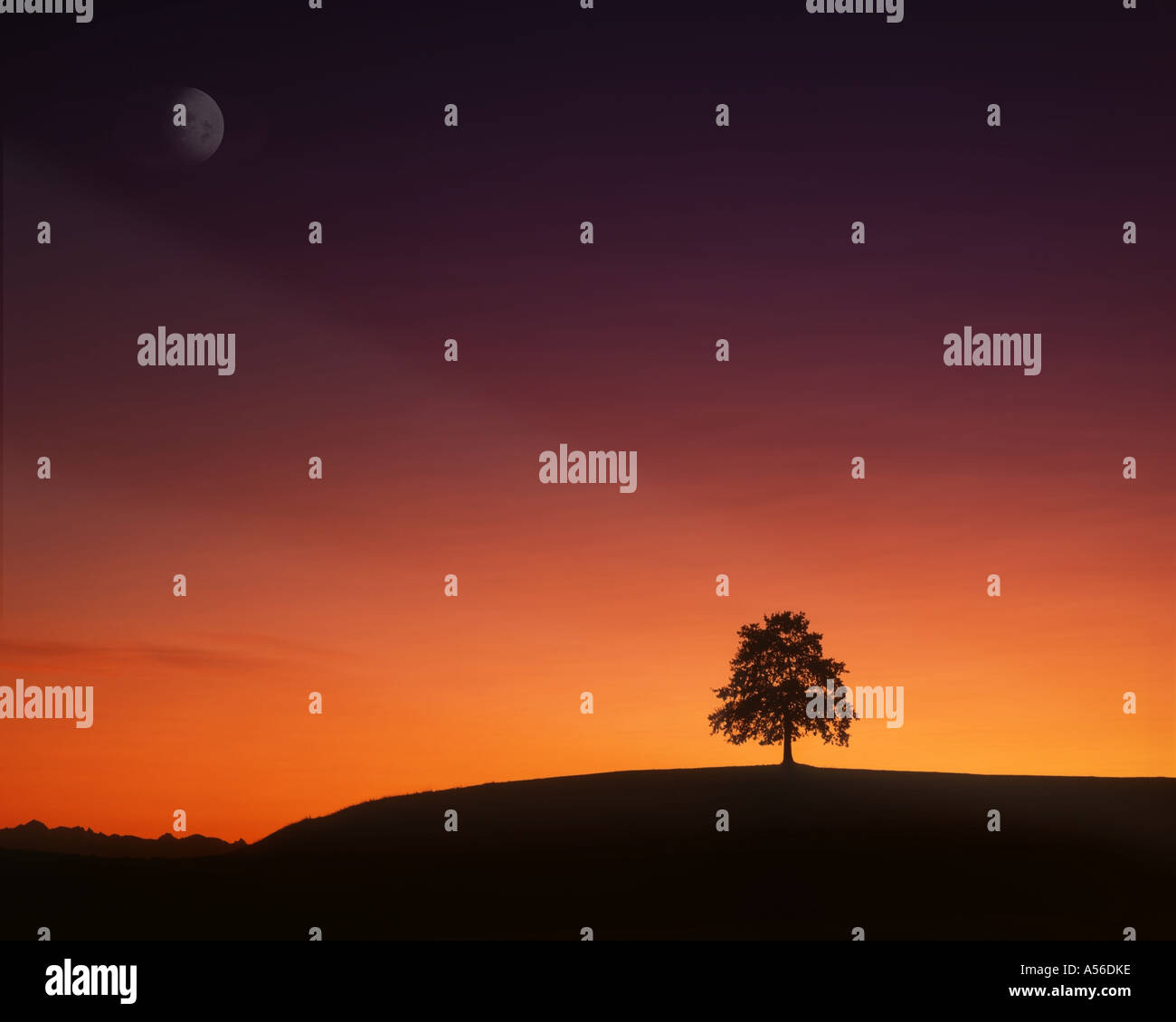 De - Bayern: einsamer Baum bei Sonnenuntergang Stockfoto
