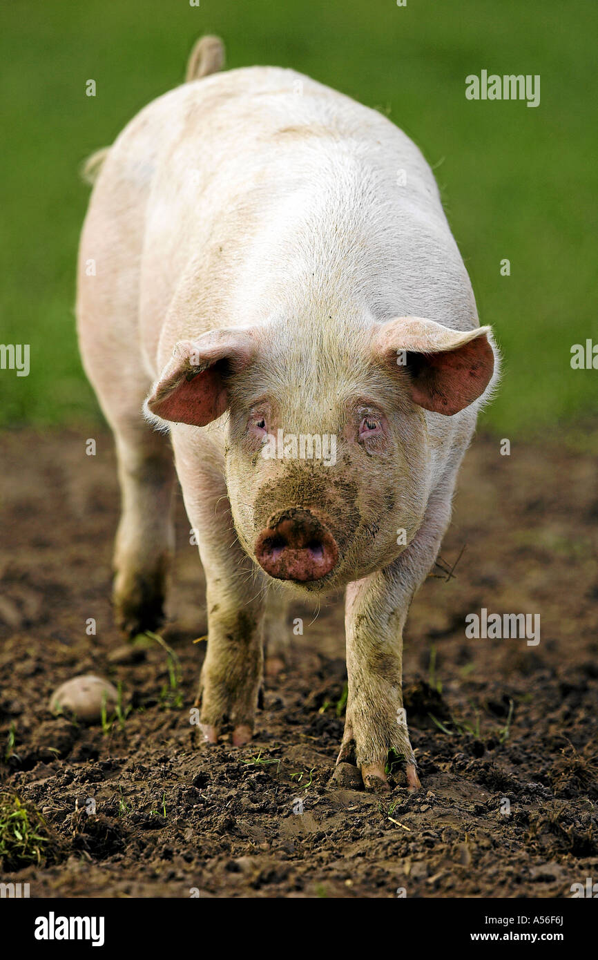 Hausschwein Inland Pic Schweiz Schweiz Stockfoto
