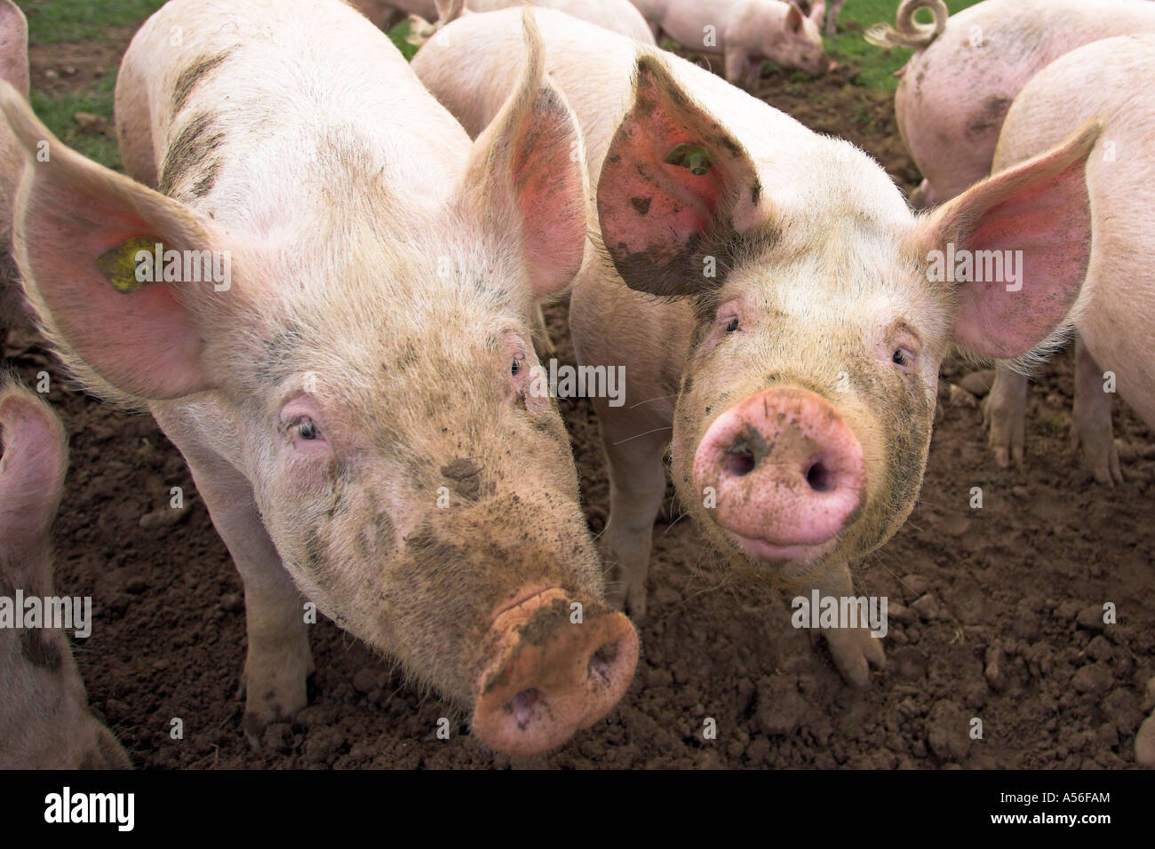 Hausschwein Inland Pic Schweiz Schweiz Stockfoto