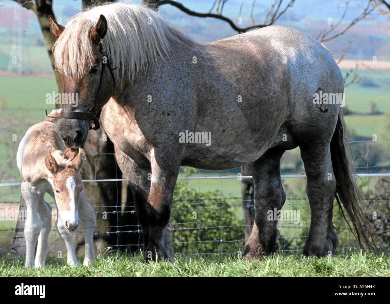 Thueringisches Kaltblutpferd Stute Und Fohlen Stockfoto