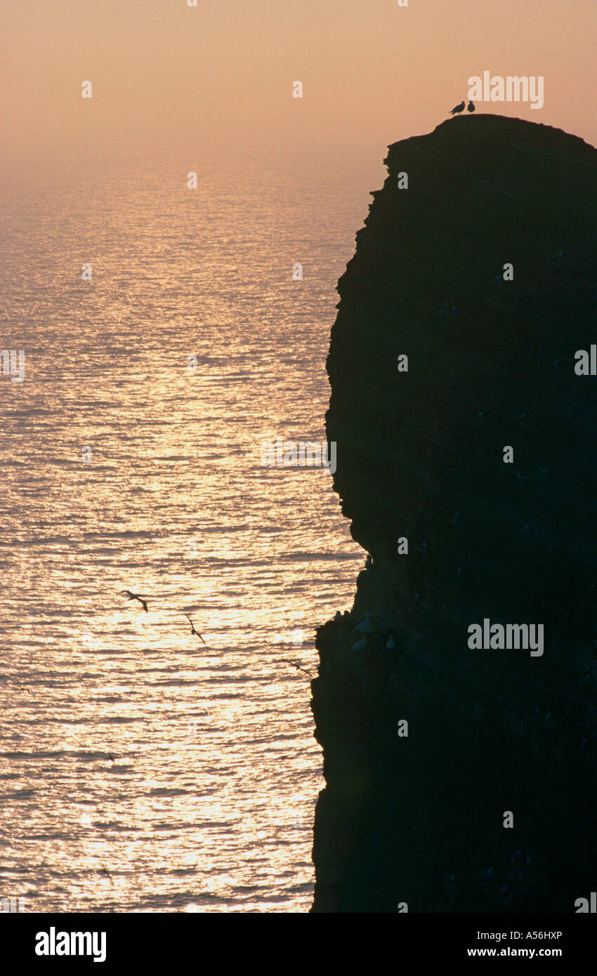 Moewen Auf Einem Felsen Vor Raummotive auswendigen Klippenzone Auf der Insel Helgoland Nordsee Deutschland Stockfoto