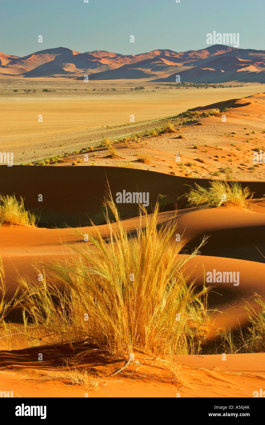 Blick vom Elim Düne zu den Dünen Namib Namib Naukluft Park Namibia Afrika Stockfoto