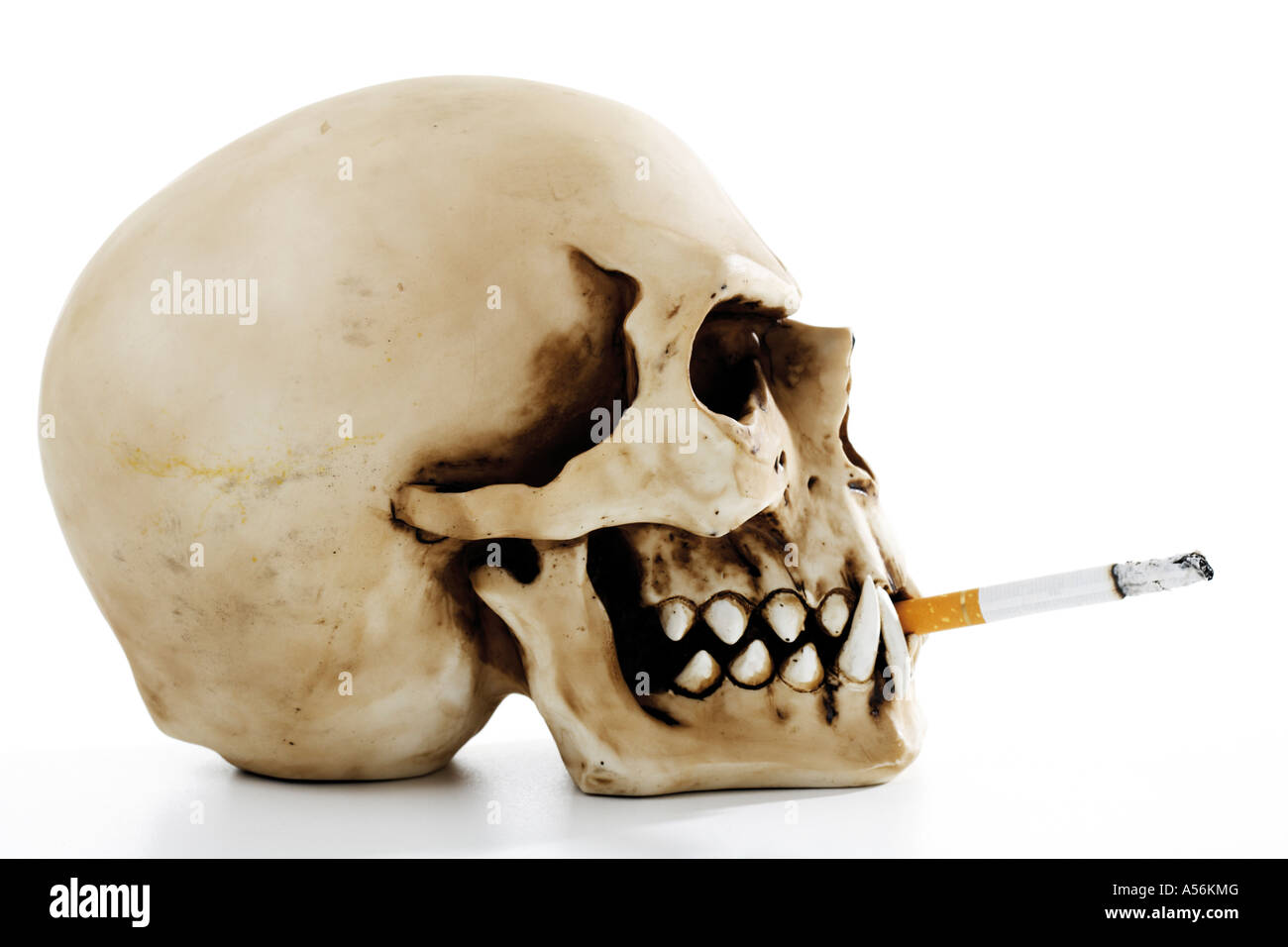 Schädel mit brennender Zigarette, Seitenansicht Stockfoto