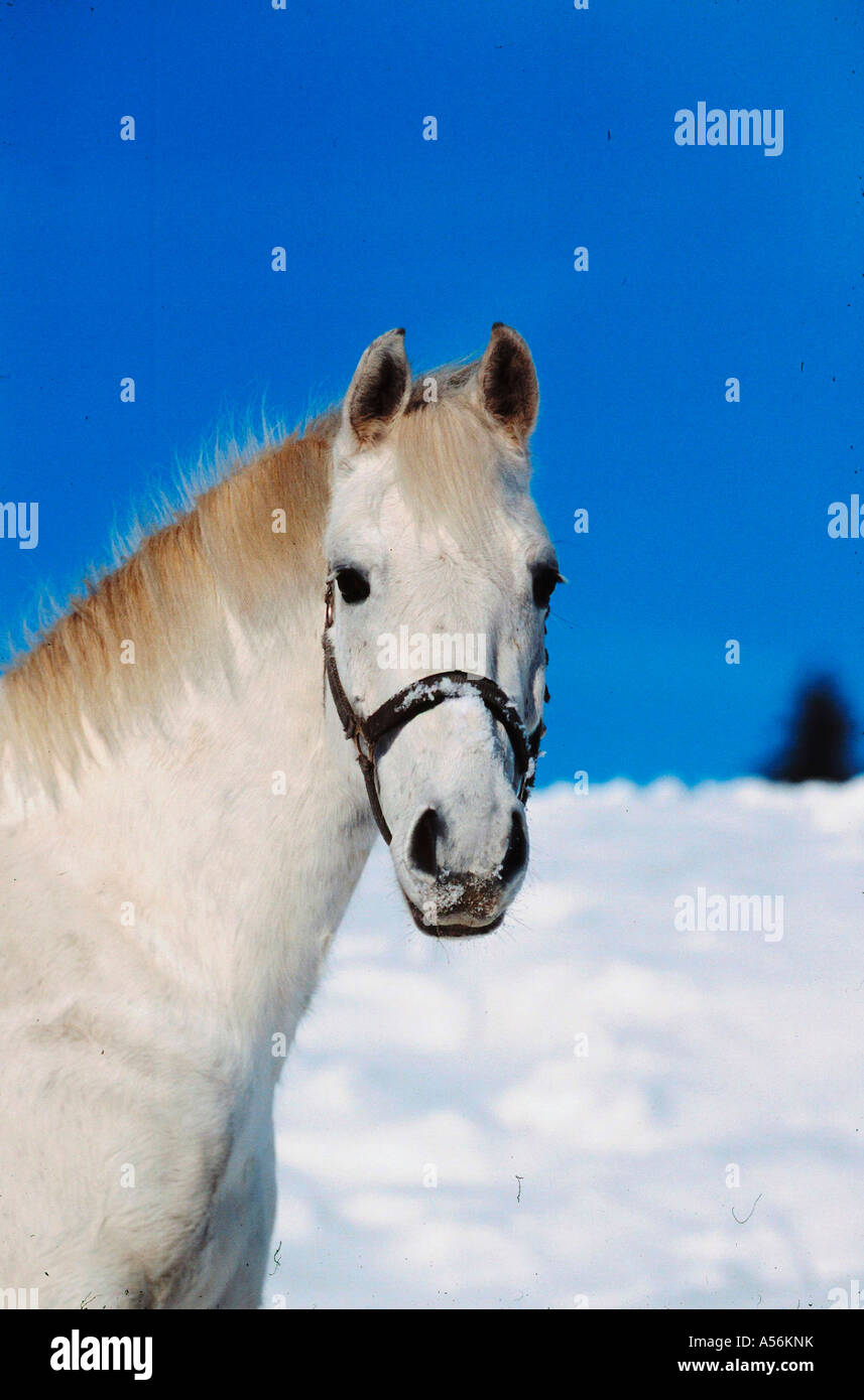 Orlow Traber Orlow Traber Stockfoto