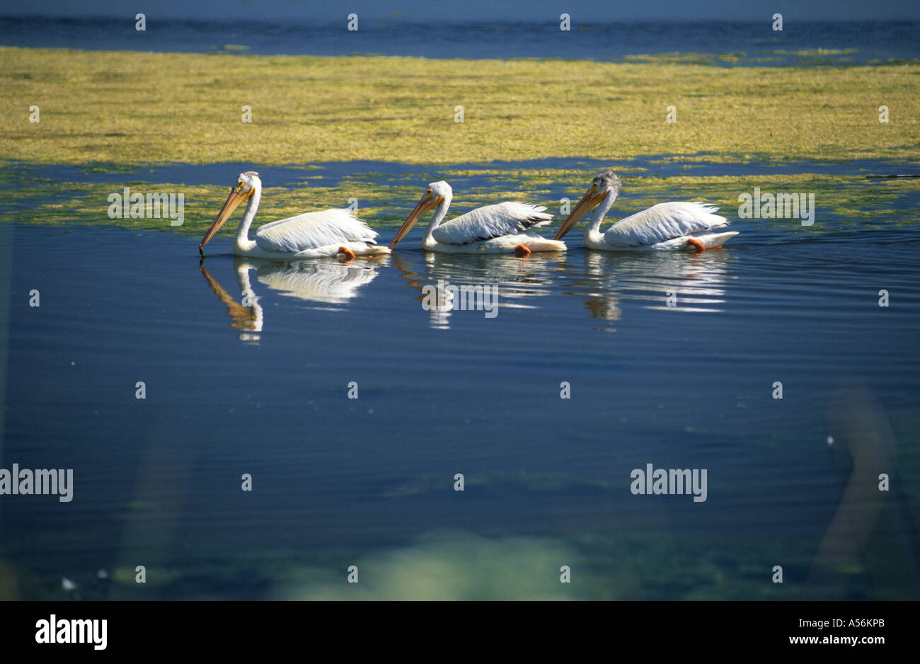 Pelikane auf einem See von Lower Klamath National Wildlife Refuge, Oregon, USA Stockfoto