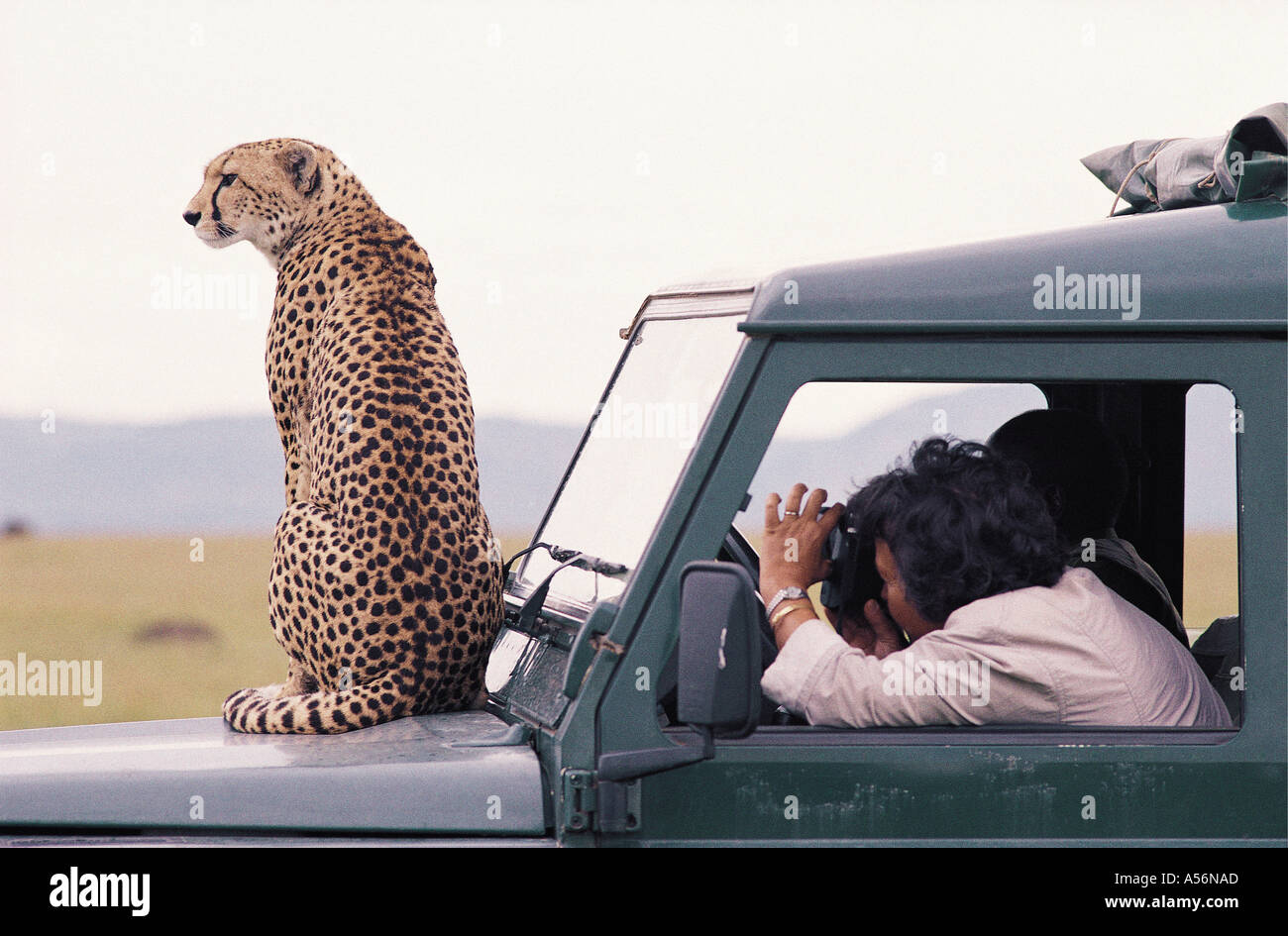 Habituierten weibliche Geparden sitzen auf der Motorhaube oder Haube von Land Rover in die Masai Mara National Reserve Kenia Osten Afric Stockfoto