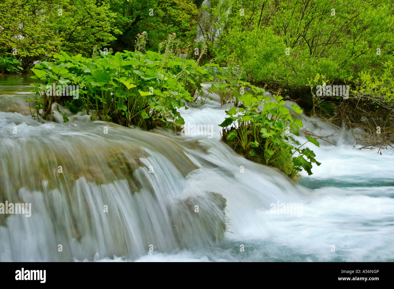 Plitvicer gesehen Fernsehreihe Wasser Kaskaden durch Wald Nationalpark Plitvicer Seen-Kroatien Stockfoto