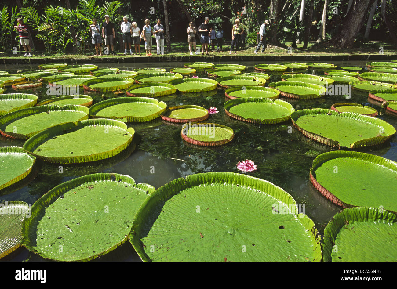 Seerose Victoria Amazonica, Pamplemousses Botanical Garden, Mauritius Stockfoto