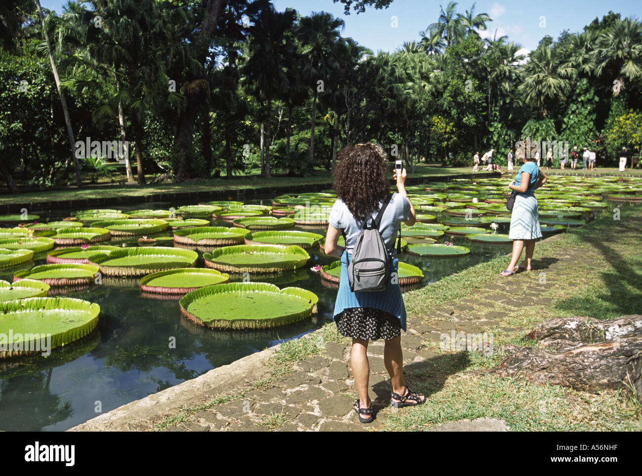 Seerose Victoria Amazonica, Pamplemousses Botanical Garden, Mauritius Stockfoto