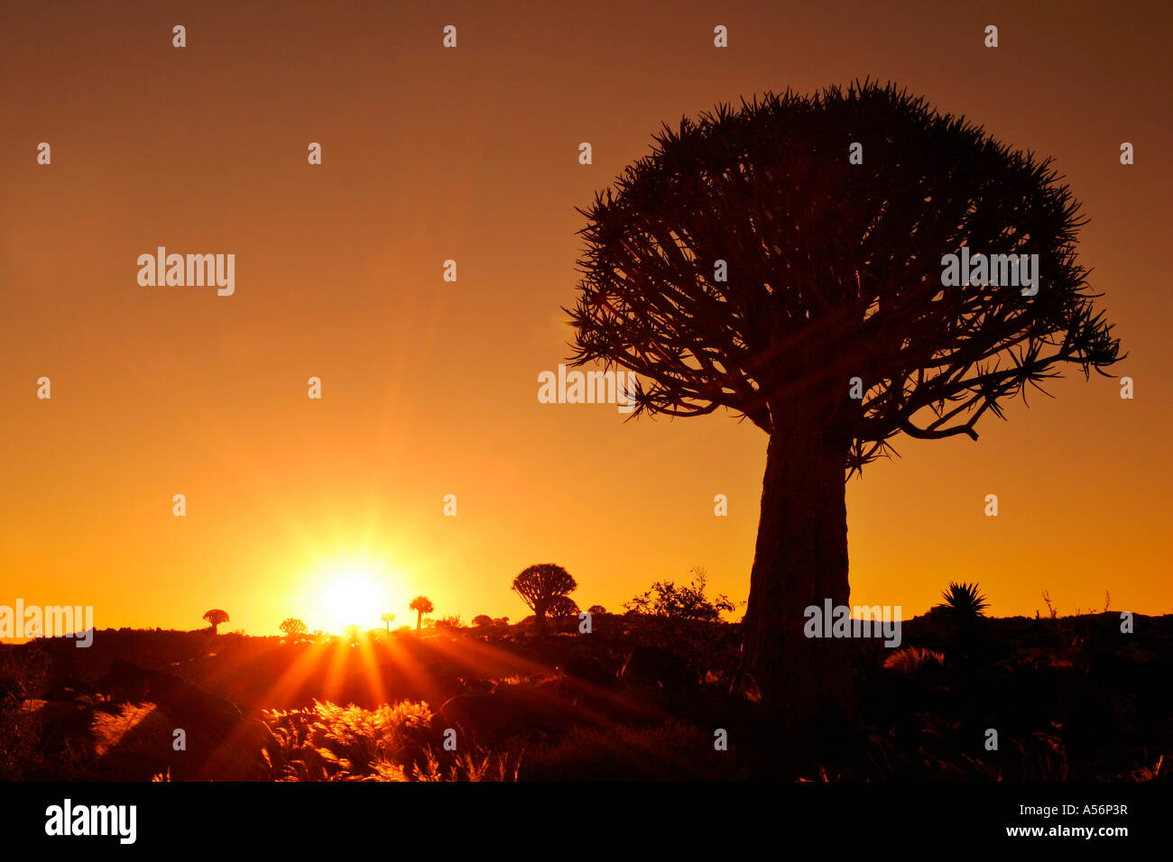 Keetmanshoop Namibia Afrika Köcher Baum Aloe Dichotom bei Sonnenaufgang Köcherbaumwald in der Nähe von Keetmanshoop Namibia Afrika Stockfoto