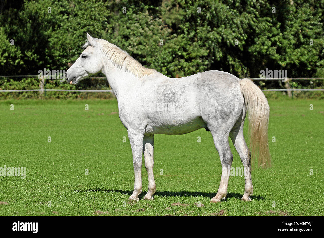 Deutsches Reitpony Schimmel Stockfotografie Alamy