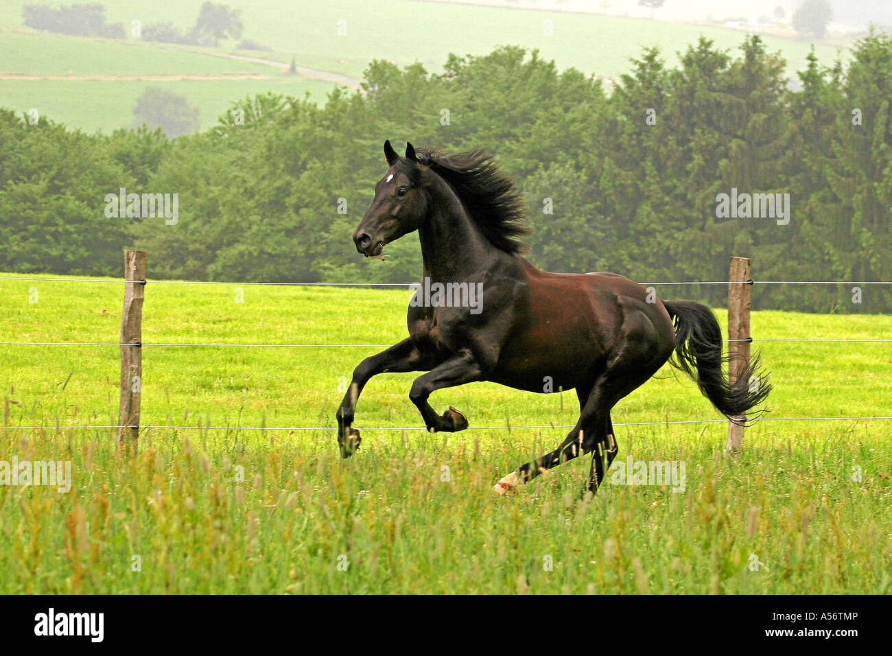Trakehner Rappe Trakehner Black Horse Stockfoto, Bild 11216373 Alamy