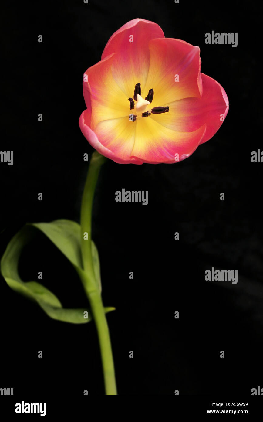 Einzelne Tulpe Stockfoto