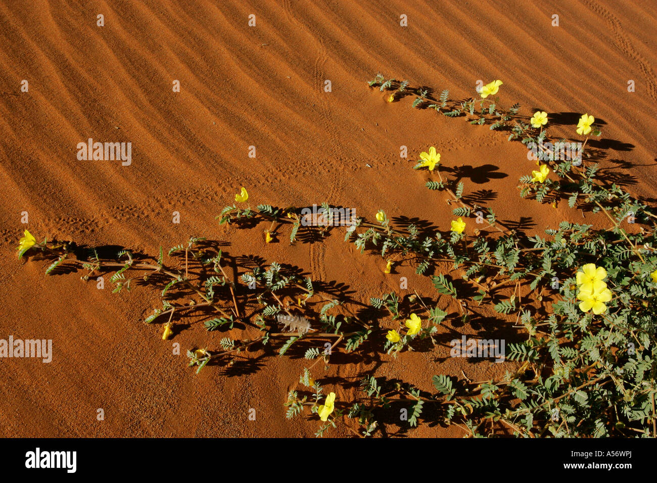Afrika Blumen in den roten Sand der Namib-Wüste Namib-Wüste Namib Naukluft Park Namibia Afrika Stockfoto