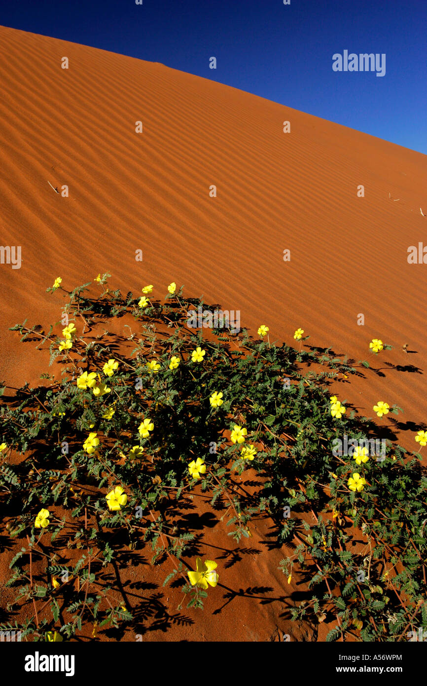 Namib Wüste Namib Wüste Namib Naukluft Park Namibia Afrika blühenden Blumen im roten Sand der Namib-Wüste Namib-Wüste N Stockfoto