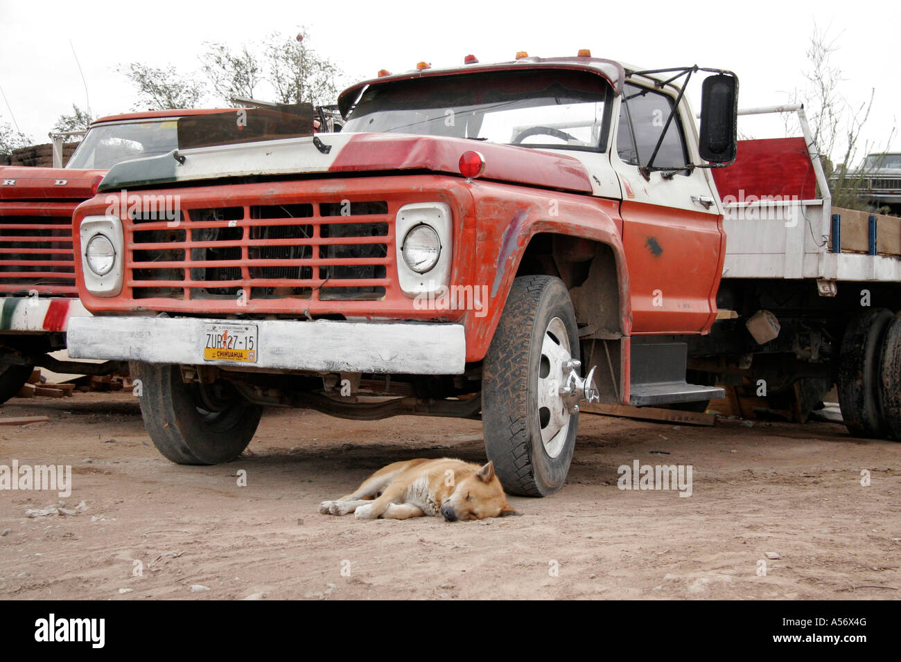 Painet ja1026 Mexiko hispanische Hund schlafen unter LKW-Juarez Chihuahua Foto 2005 Lateinamerika Grenzen 20031001 Land Stockfoto