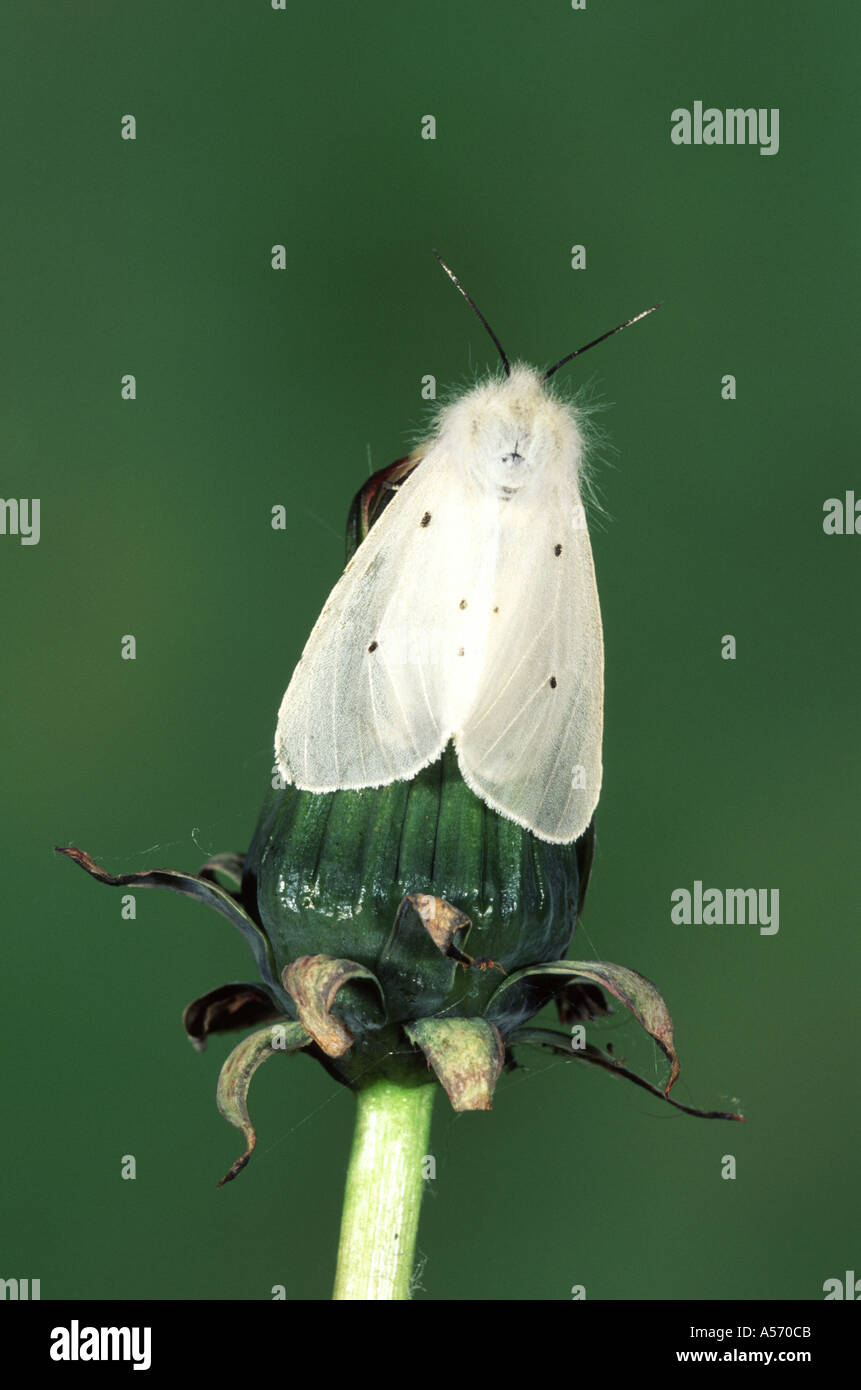 Musselin Motte Diaphora Mendica weiblich Stockfoto